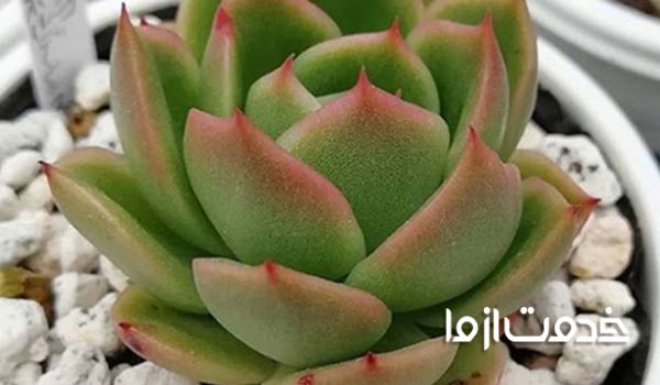 گیاهانی که به نور زیاد نیاز دارند