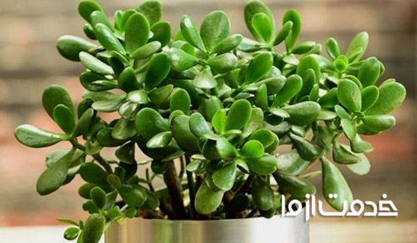 گیاهان نور پسند