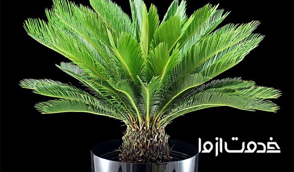 گیاهان آفتاب دوست فضای باز