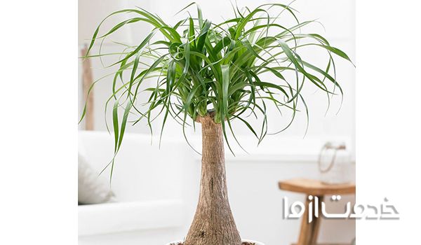 گیاهانی که به آب زیاد نیاز دارند