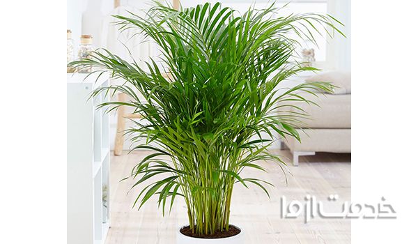 گیاهان آفتاب دوست فضای باز