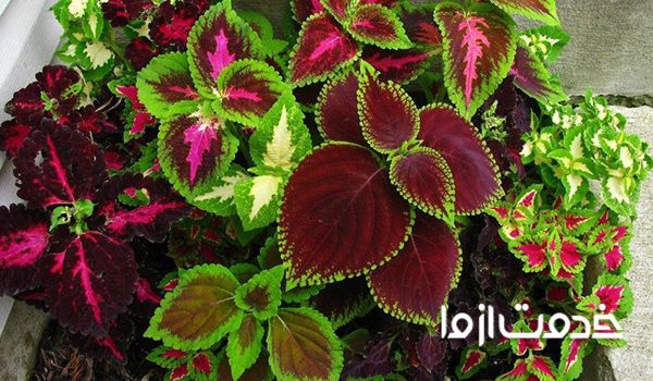 گیاهانی که به نور مستقیم خورشید نیاز ندارند