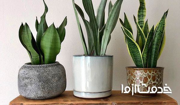 گیاهانی که به نور مستقیم خورشید نیاز ندارند