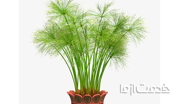 گیاهانی که برای رشد به آب زیاد نیاز دارند