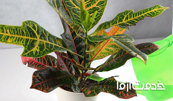 گیاهانی که به نور زیاد نیاز دارند