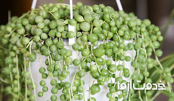 گیاهان نور پسند