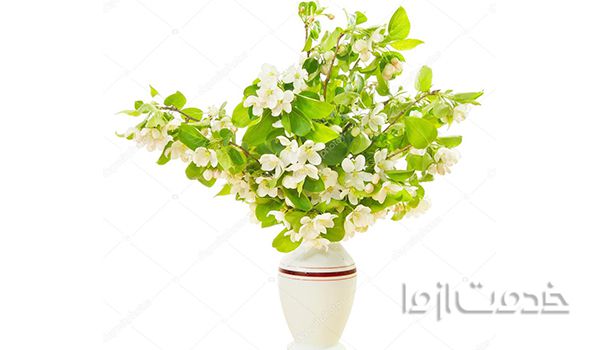 بهترین درخت میوه برای کاشت در خانه