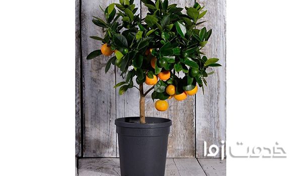 روش کاشت هسته میوه‌ها