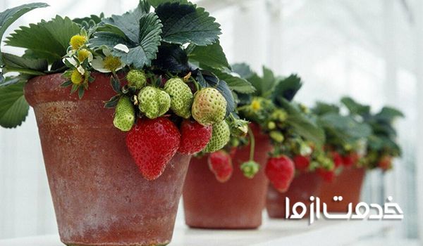 کاشت میوه در گلدان