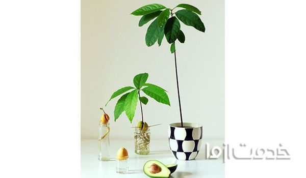 درختان میوه آپارتمانی