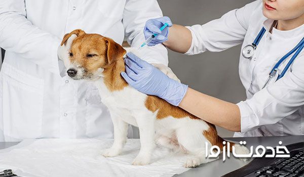 شایع ترین بیماری سگ ها