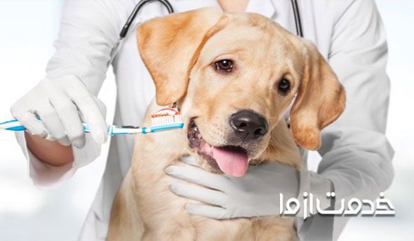 بیماری های دهان و دندان در سگ ها