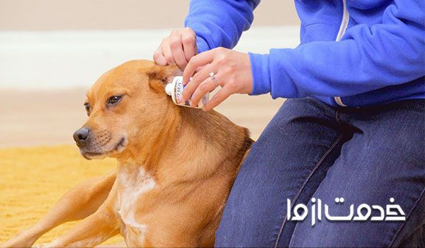 مشکلات گوش در سگ ها