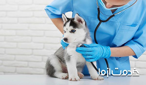 مشکلات عضلات در سگ ها