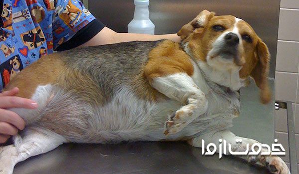 چاقی در سگ ها