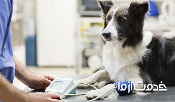 بیماری های شایع در سگ ها