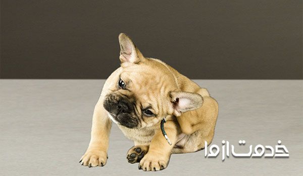 خارش پوست درسگ ها