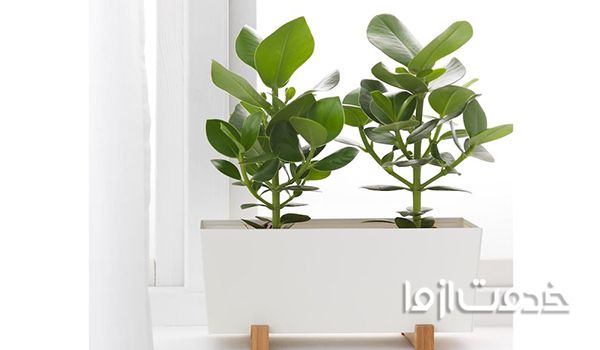 گیاهان خانگی پیشنهادی ناسا