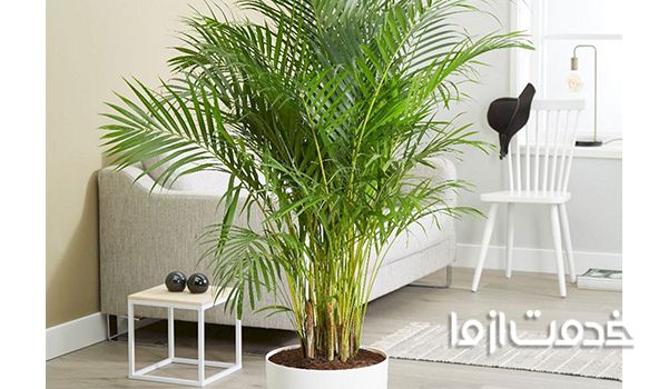 گیاهان مورد تایید ناسا