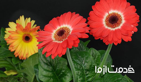 گیاهان جاذب آلودگی هوا