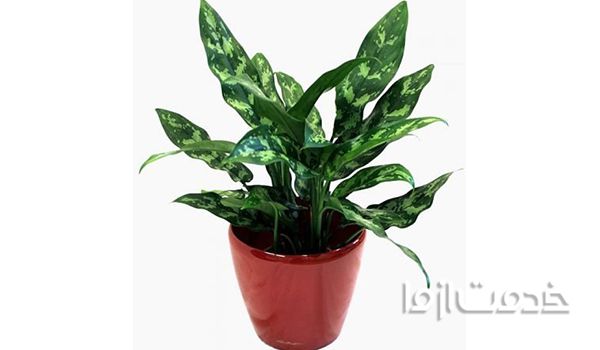 گیاهان خانگی پیشنهادی ناسا