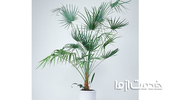 کدام گیاه اکسیژن بیشتری تولید میکند