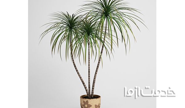 گیاهان جاذب آلودگی هوا