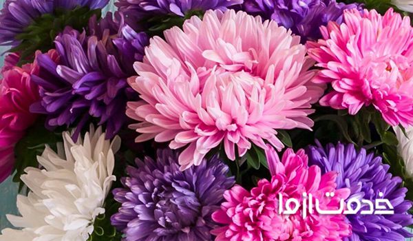 گیاهان مورد تایید ناسا