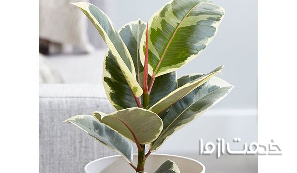 گیاهان خاص آپارتمانی