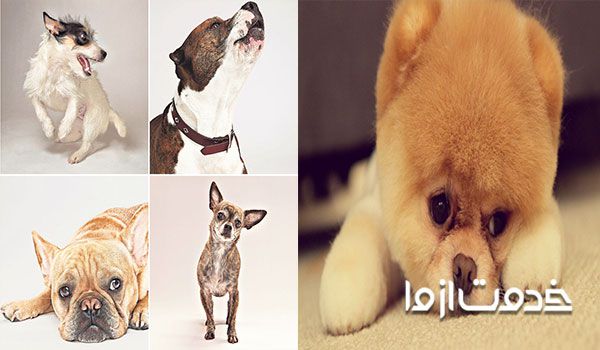 لرزش عمومی بدن سگ: درمان سگ ترسو