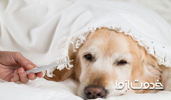 لرزش بدن سگ در اثر بیماری های مختلف