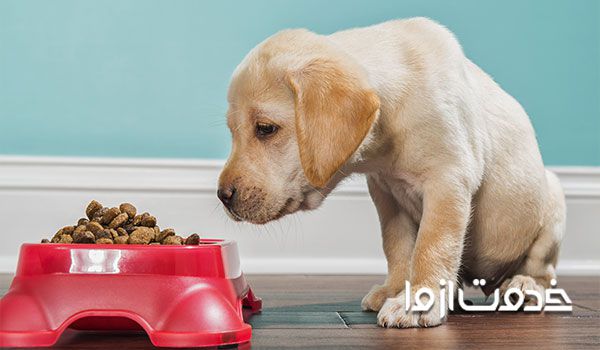 علت لرزیدن سگ: مسمومیت در سگ ها