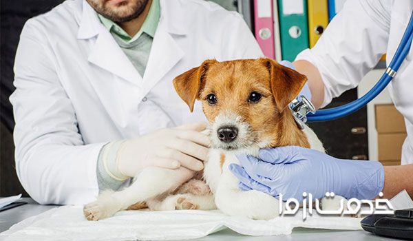 درمان لرزش بدن سگ