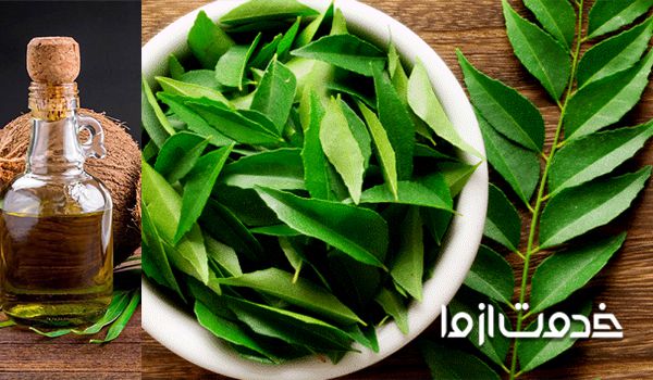 برگ کاری (ادویه غذا) یک ماسک طبیعی آبرسانی به مو