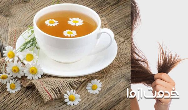 گیاه بابونه یک ماسک طبیعی آبرسانی به مو