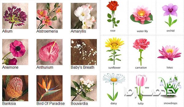 اسم گل ها با تصویر