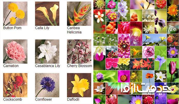 اسم انواع گل طبیعی با عکس