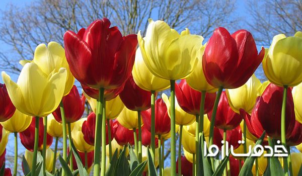 تصویر گل لاله قرمز و زرد