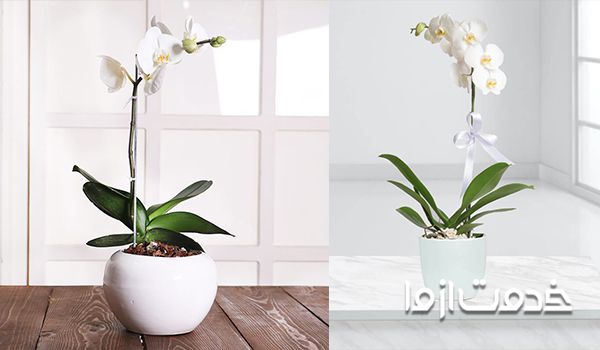 گل ارکیده سفید