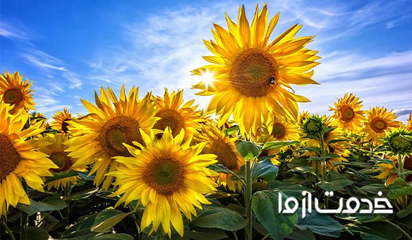 تصویر گل آفتابگردان زیبا