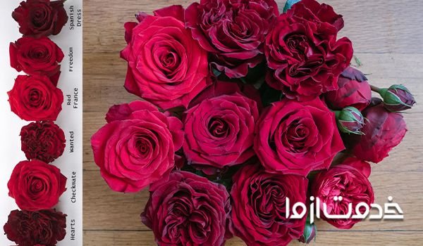 انواع گل رز در دنیا