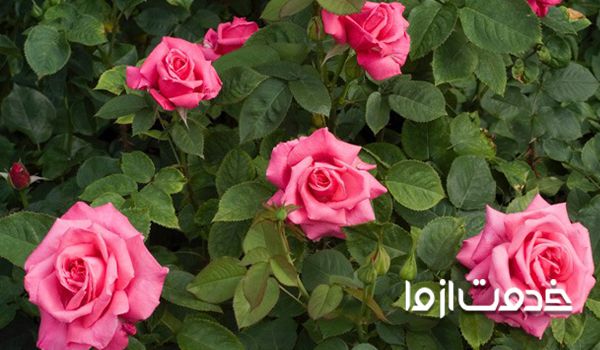 عکس گل هیبرید چای (رز درشت)