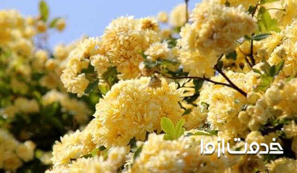 عکس گل رز ژاپنی یا آبشار طلایی