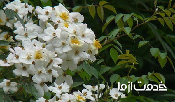 نمونه گل رز نسترن شیراز سفید