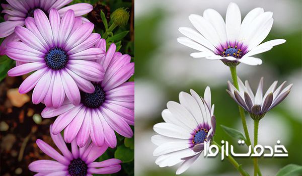 آفتابگردان ارغوانی