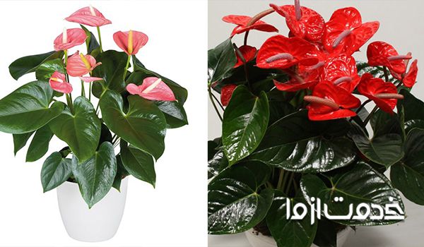 گل آنتوریوم گلدانی