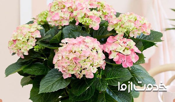 گل اِدریسی ماکروفیلا