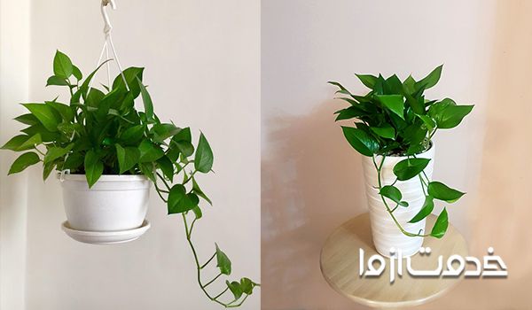 پوتوس (پتوس)