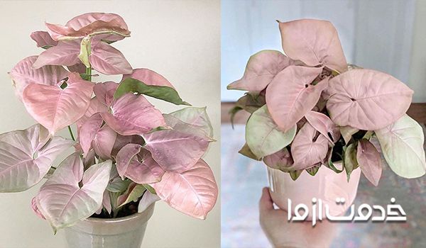 گل سینگونیوم صورتی