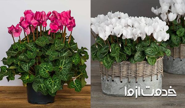 گل زیبای سیکلامن سفید و صورتی